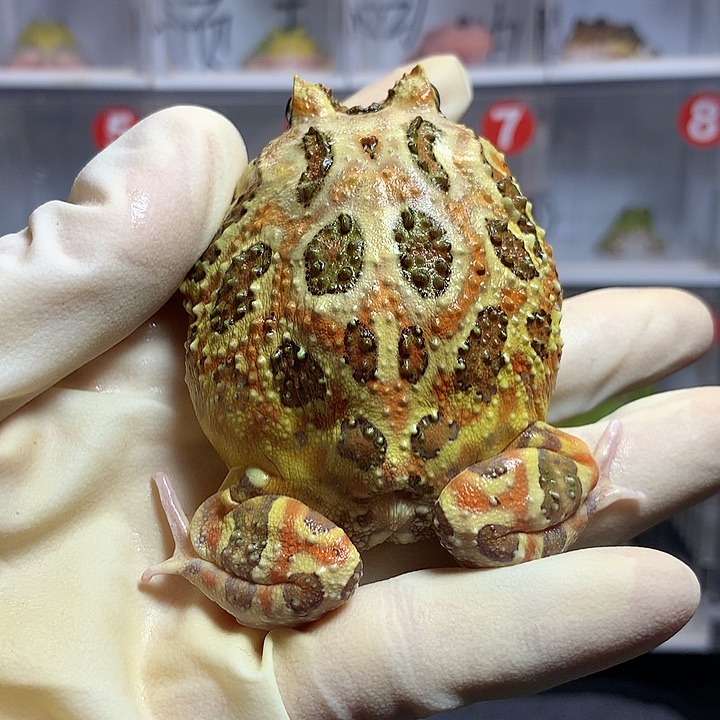 角蛙1388清仓原色