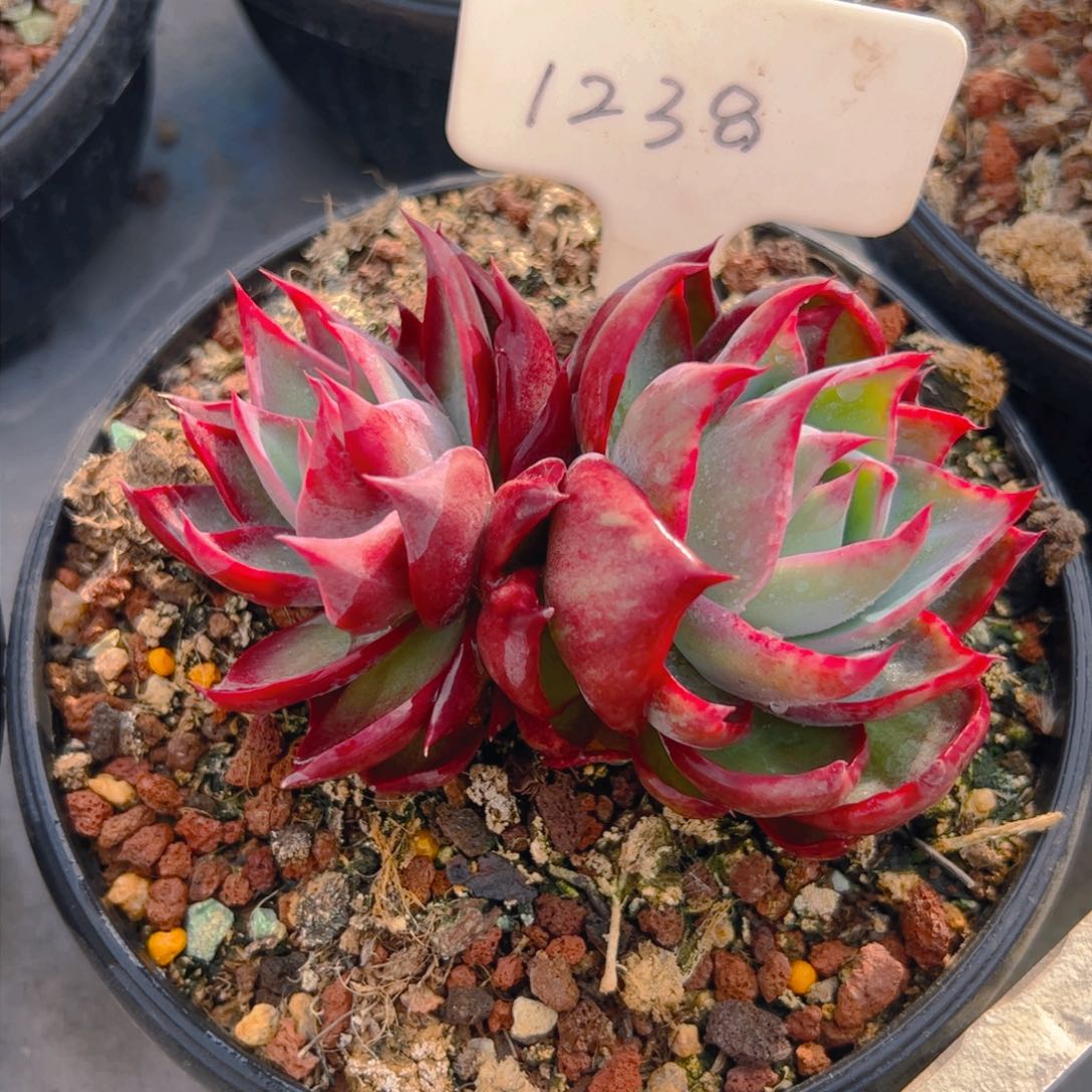 小*?双头惊鸿仙子1238号