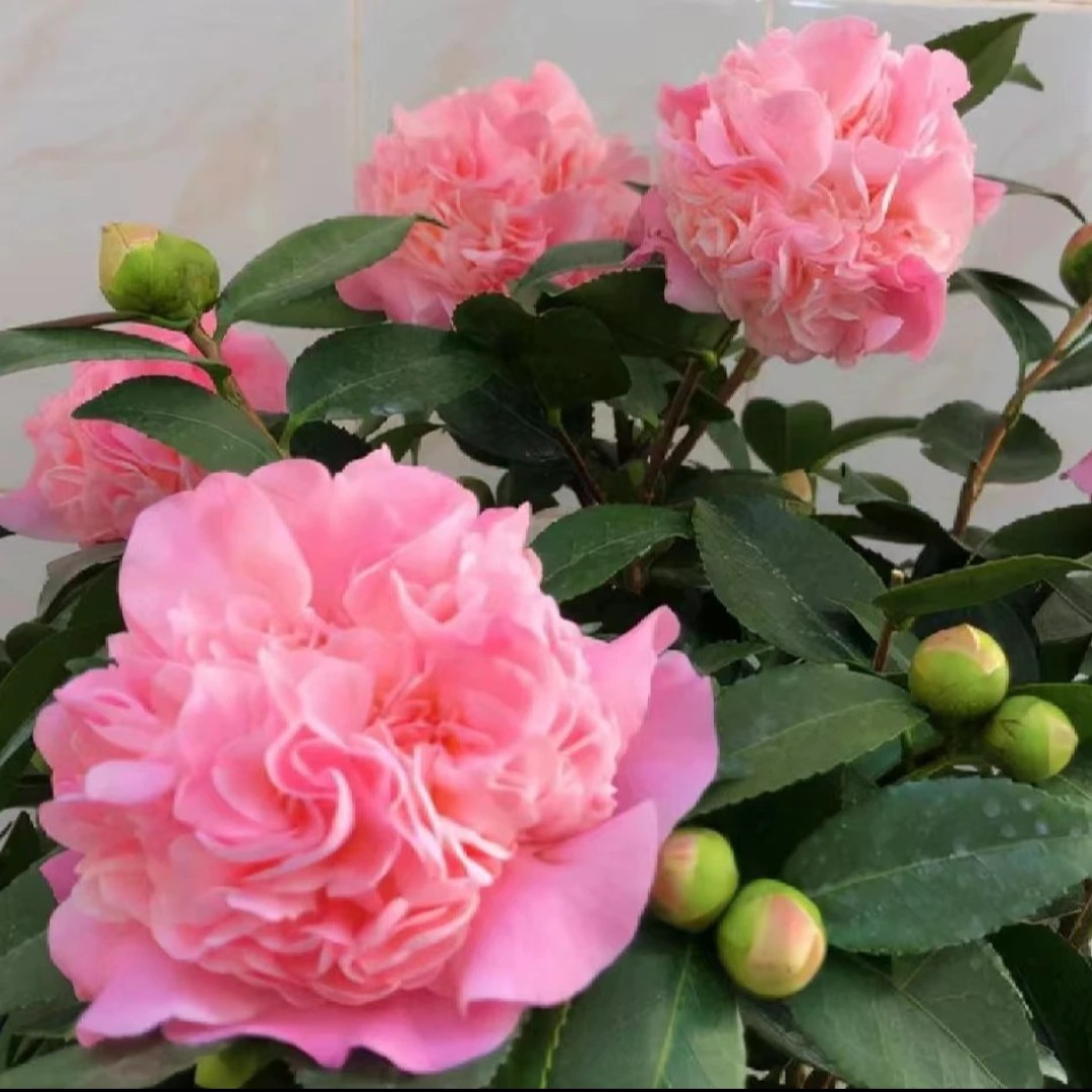 超大颗香妃茶花别墅院子造型