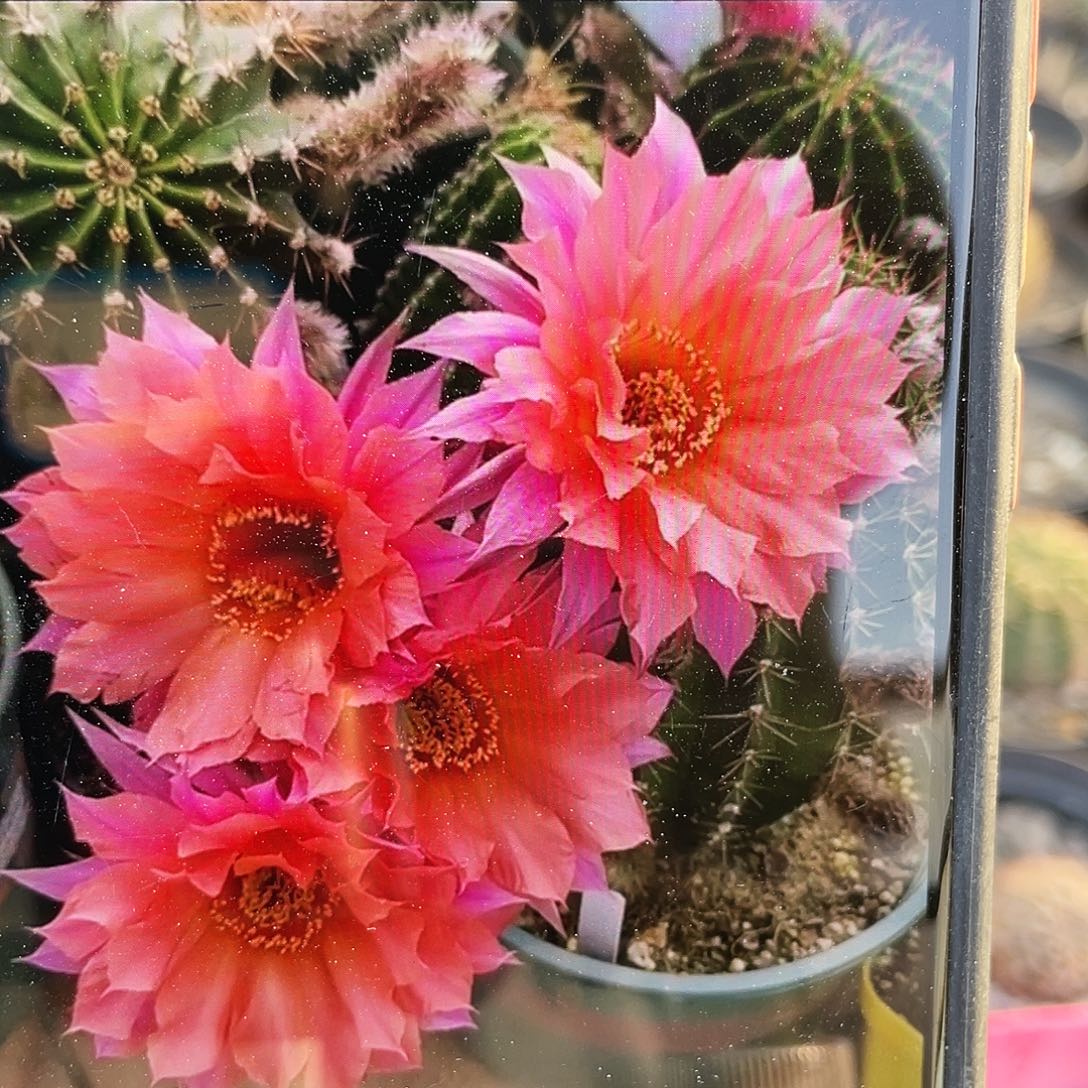 美梦自根球6公分以上满18包邮