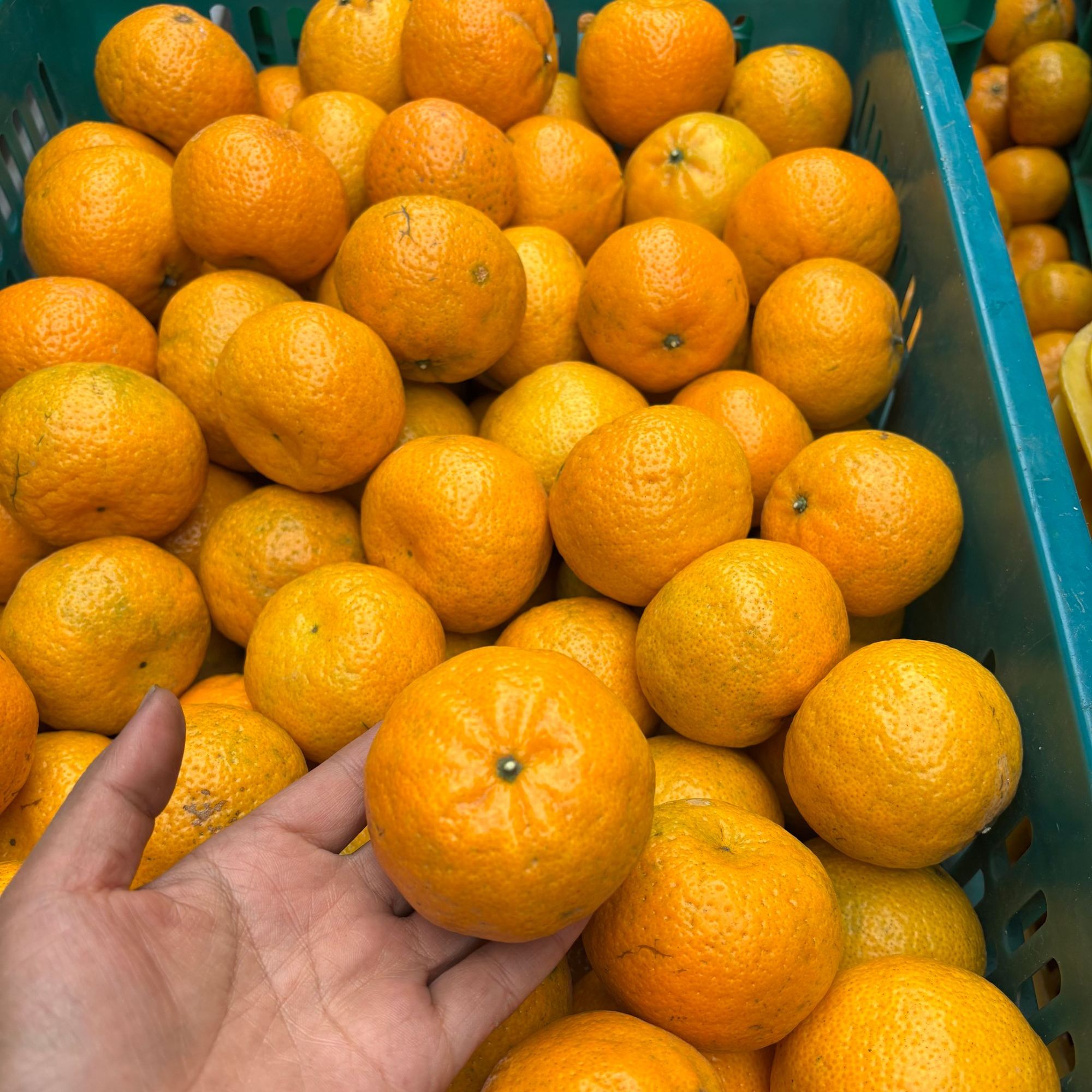 2025年新会（礼乐原枝）陈皮茶枝柑新鲜采摘鲜果大红