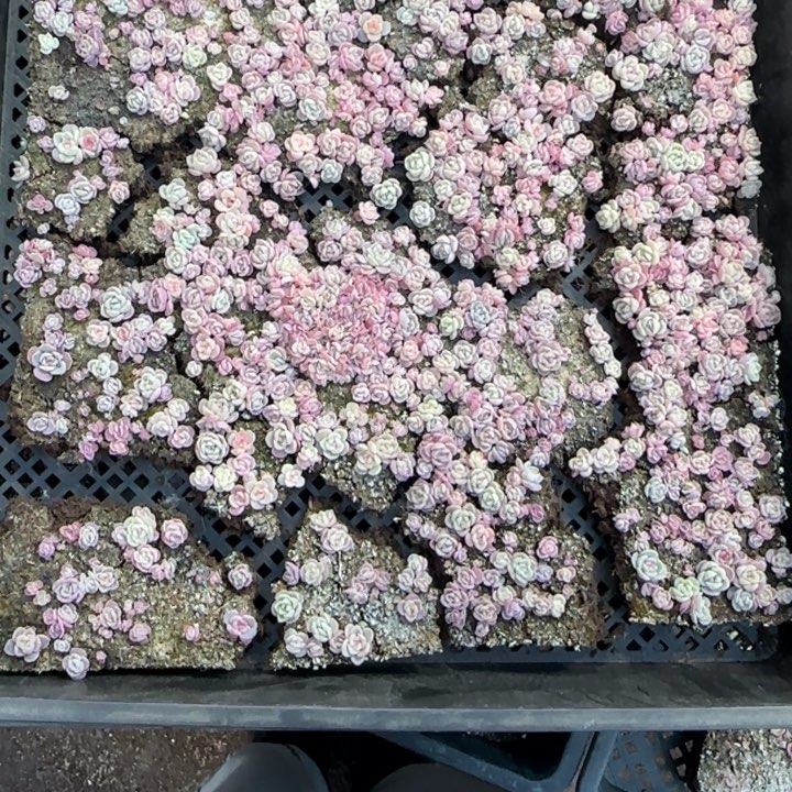 暖***y224 号紫心混种播苗一框