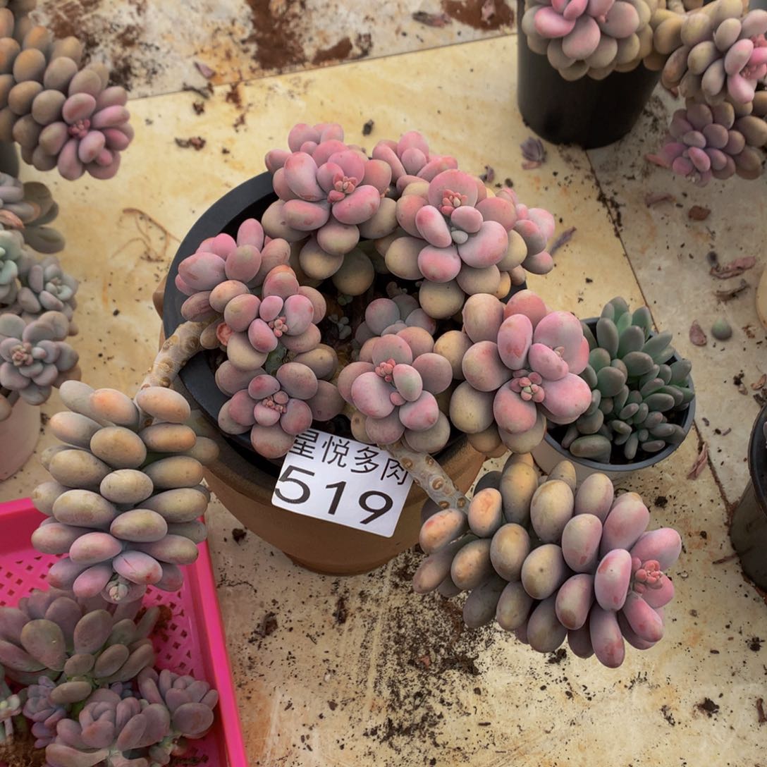K*n星悦多肉 小桃蛋519