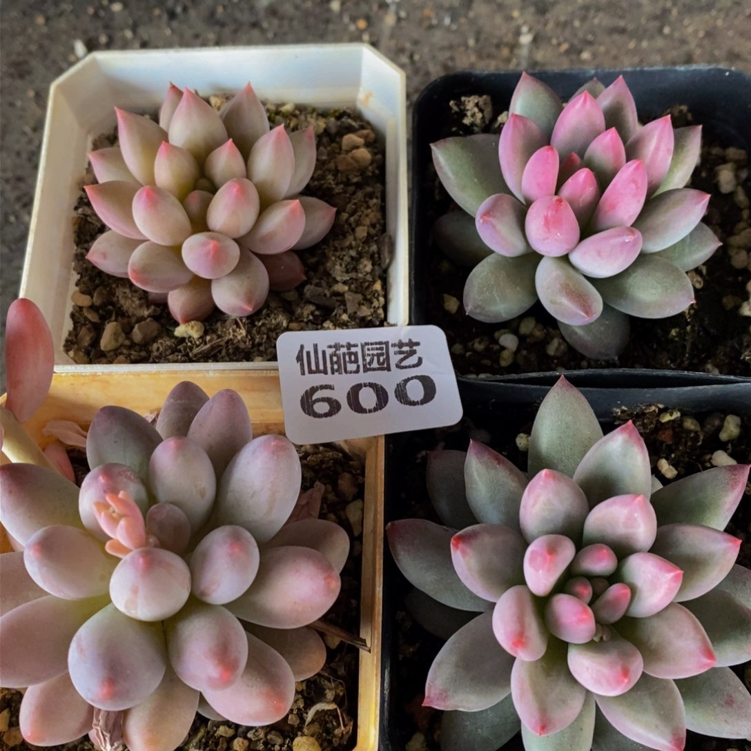 600的时候我也是很喜欢的生活