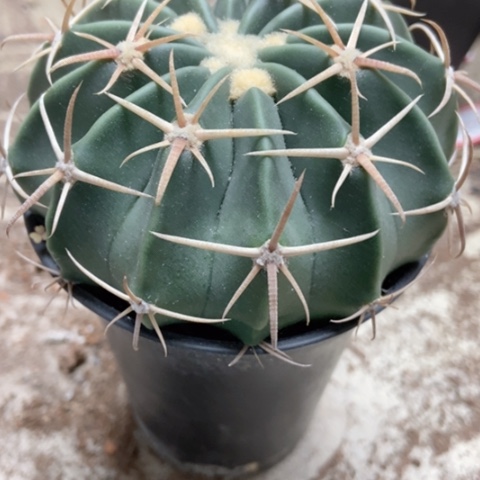 林波仙人球15米仙人球