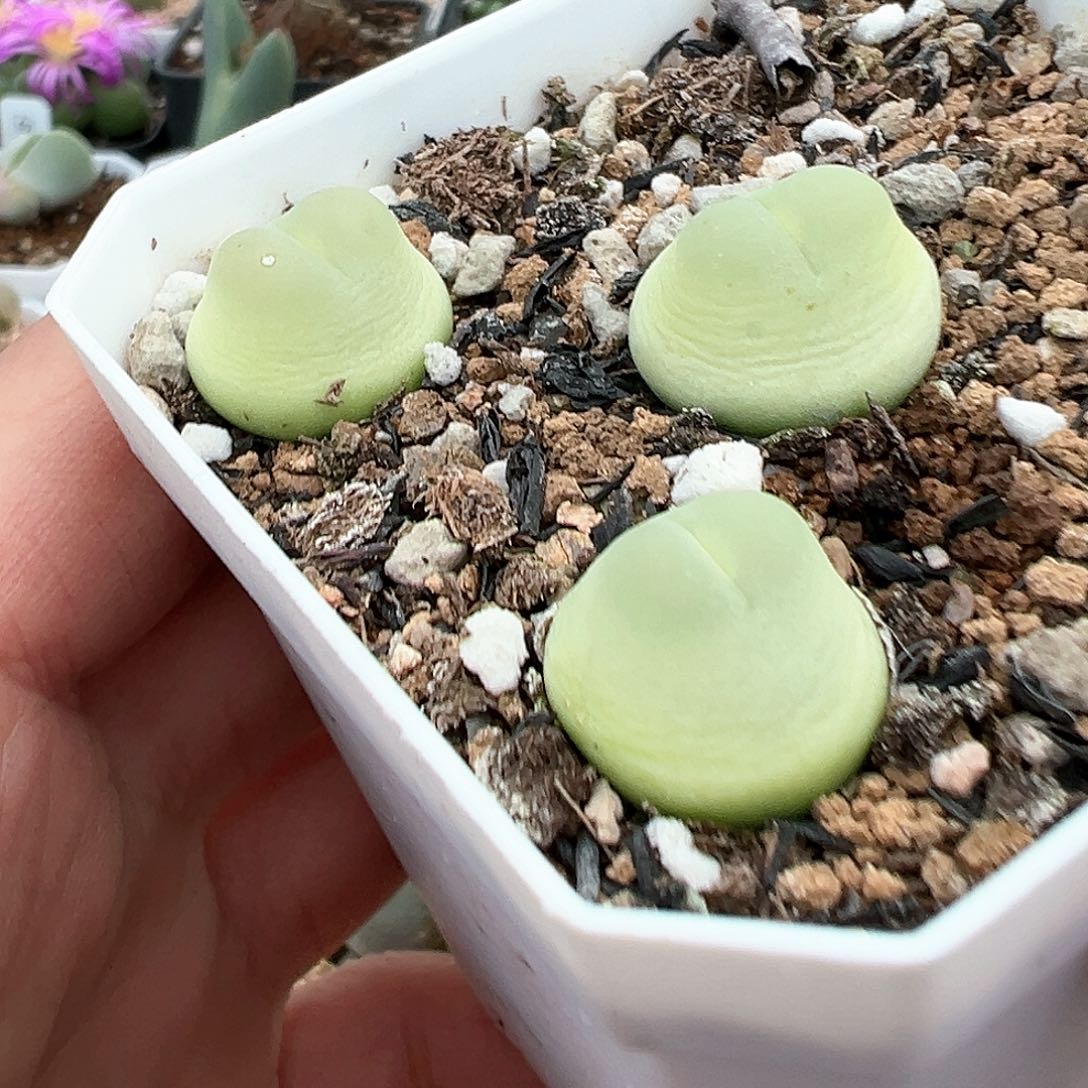 四年大王拉登 3颗 带盆