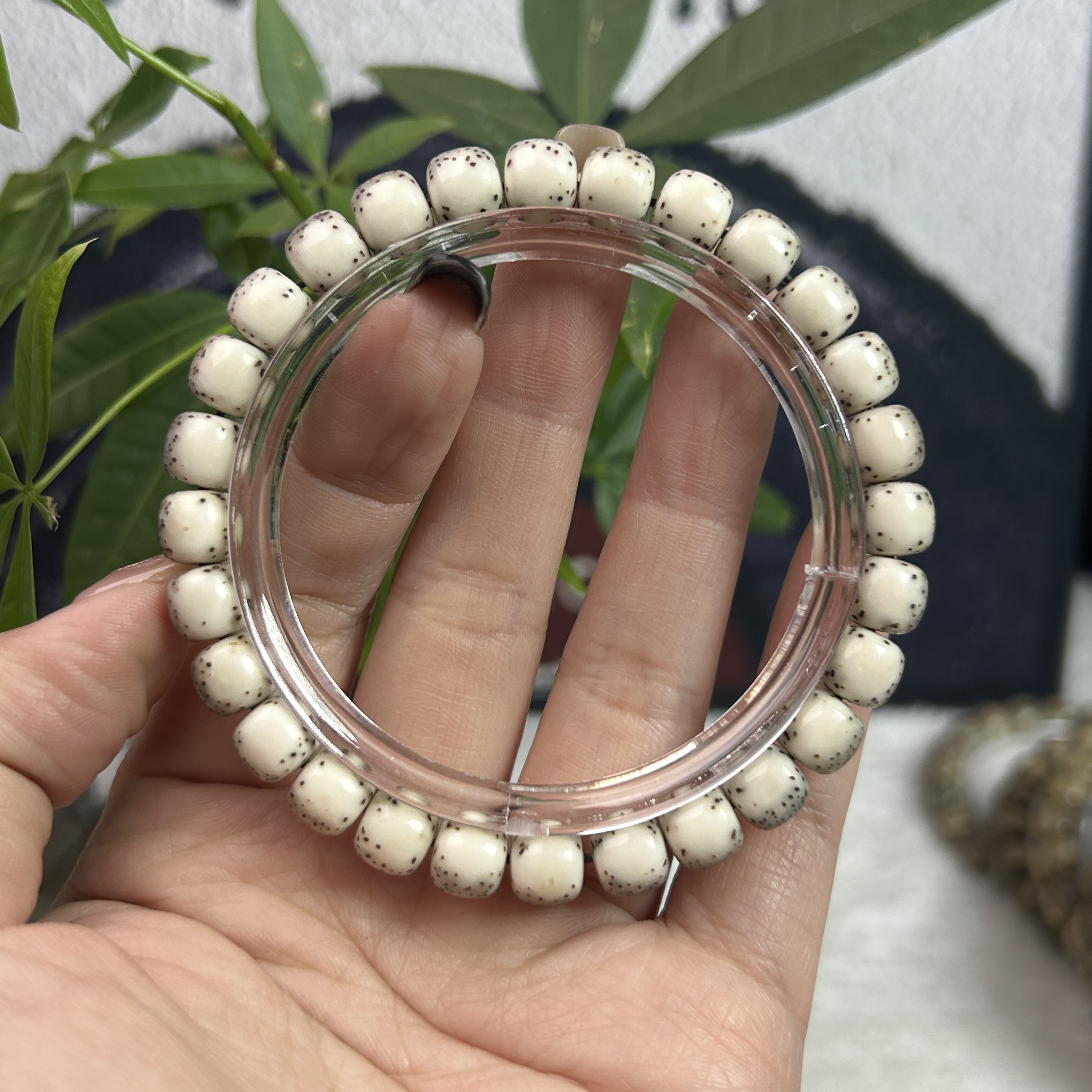 海南原生态毕业级河豚