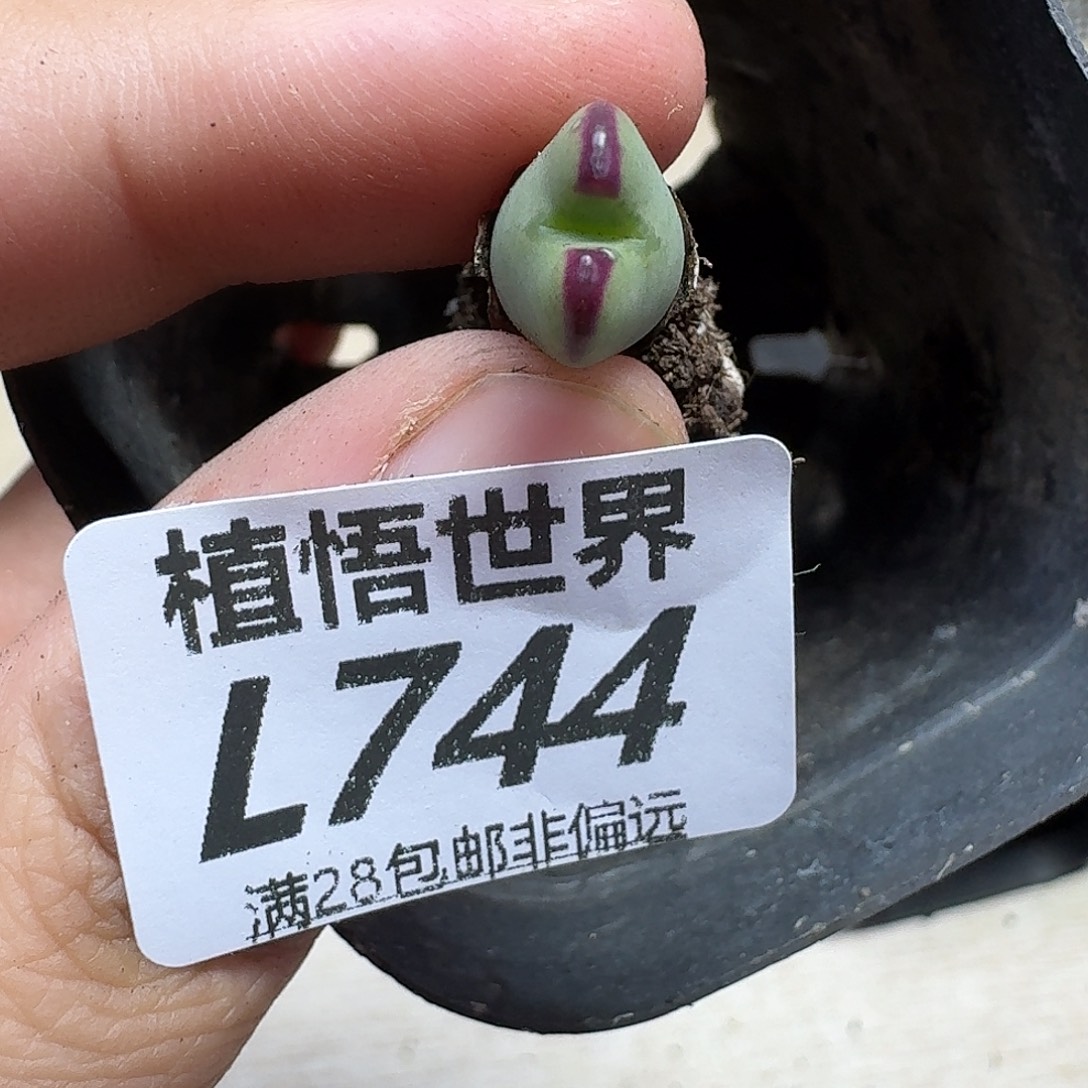 多肉植物的润泽fbb