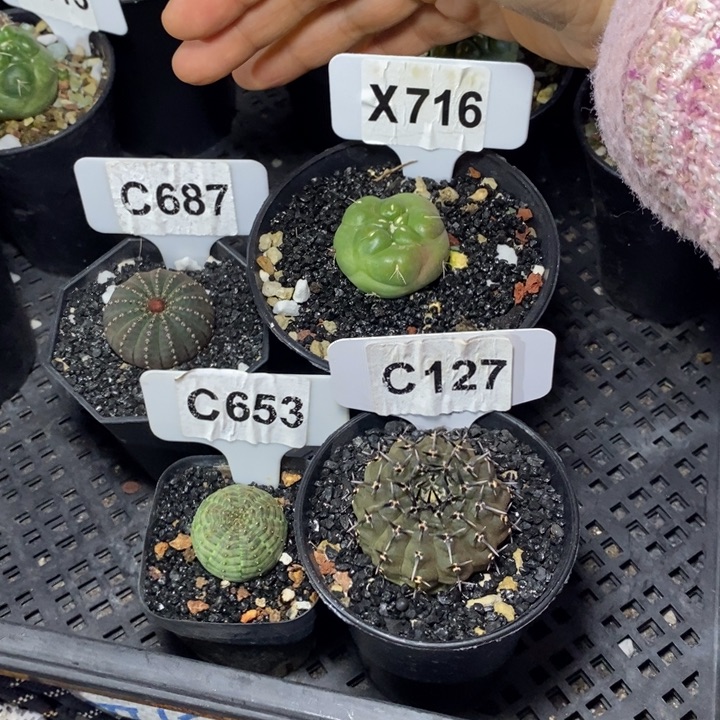 ㅤ*ㅤ福利 4 颗如图所示！！！