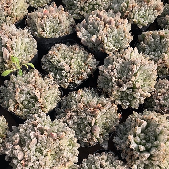 白斑玉露专属福利闪购昆明直发