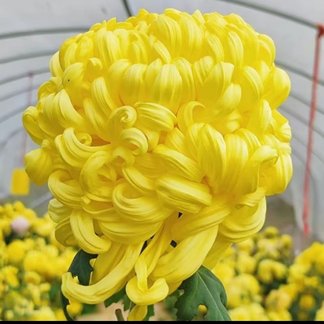 【国华金越山】大花型