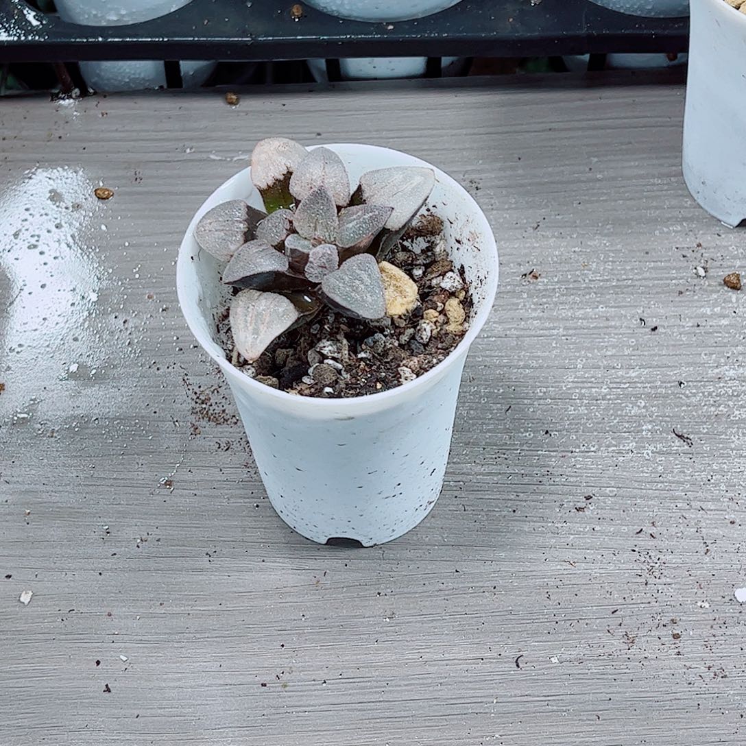 冰钻实生一勿一拍