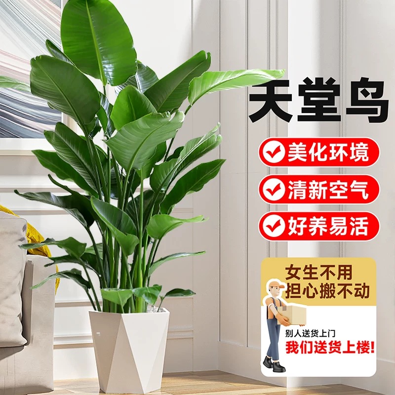 天堂鸟室内盆栽大型绿植客厅四季常青植物