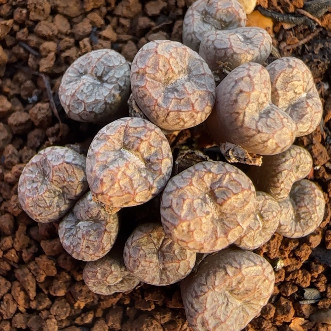 多肉植物康菩提35号链接