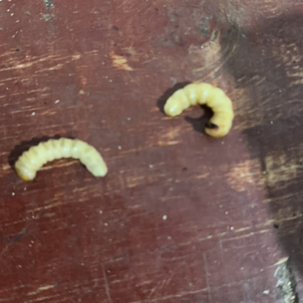 活体新鲜柴虫活饵鲜活活虫喂鸟虫子活体柴虫质量保证成活率保证