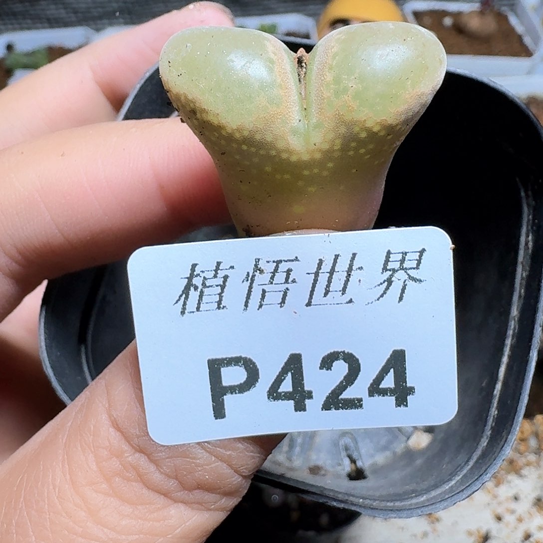 424号多肉植物哇fv