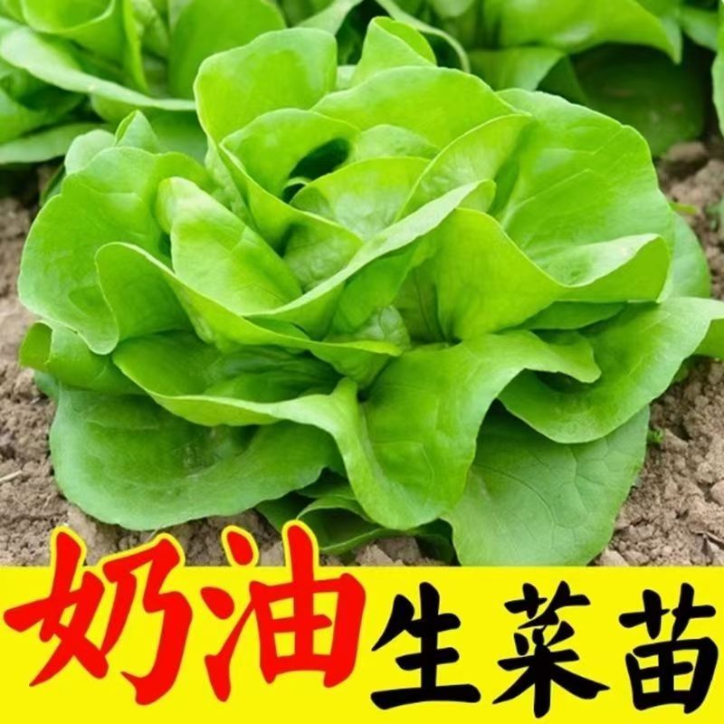 四季绿生菜秧苗意大利耐抽生菜秧苗穴盘生菜苗带土发货高产蔬菜苗
