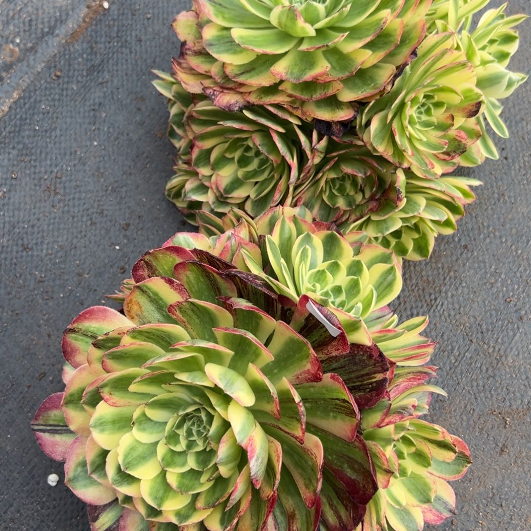 草***人138139海棠无根duorou