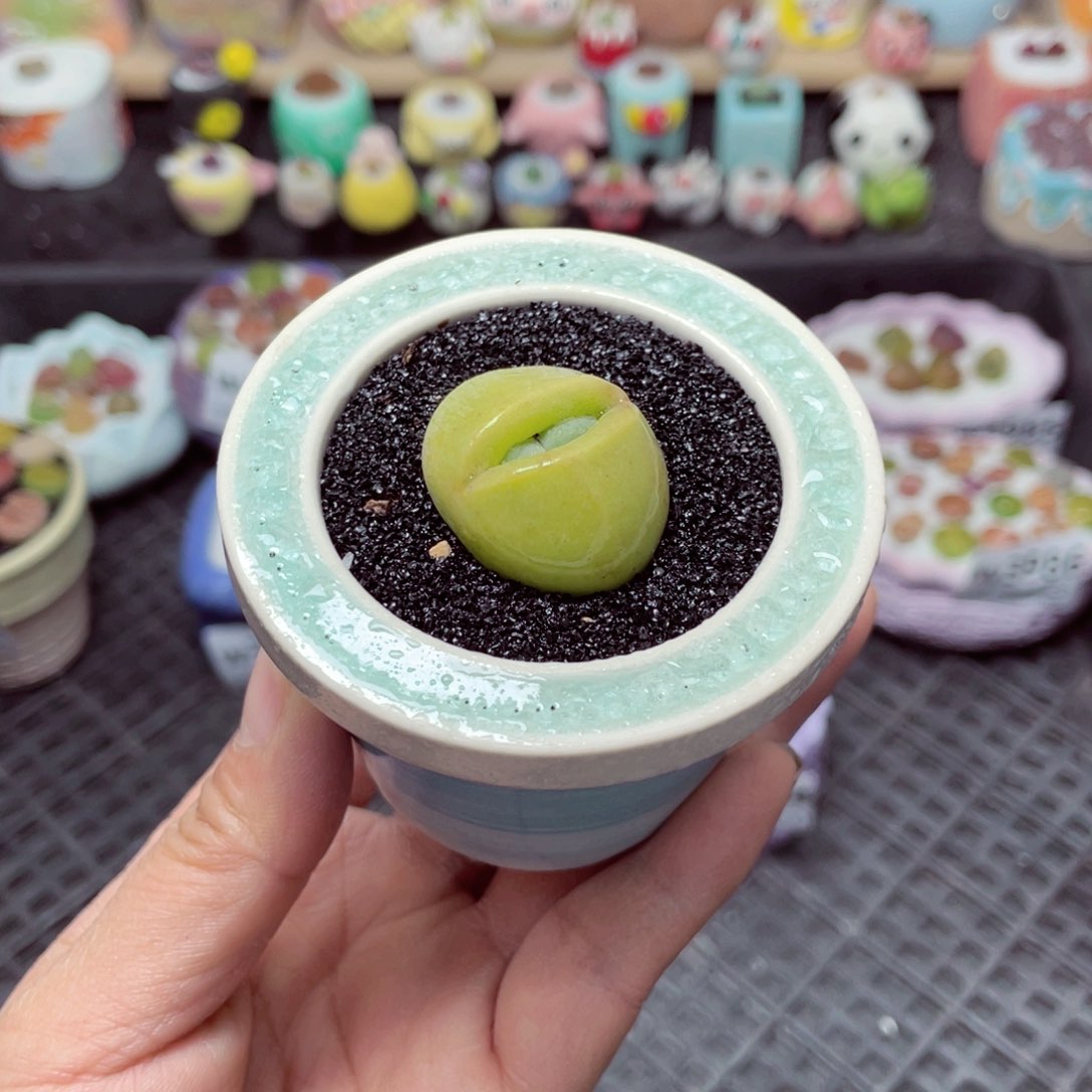 w3987微瑕带盆土发货-零下地区拍保温箱