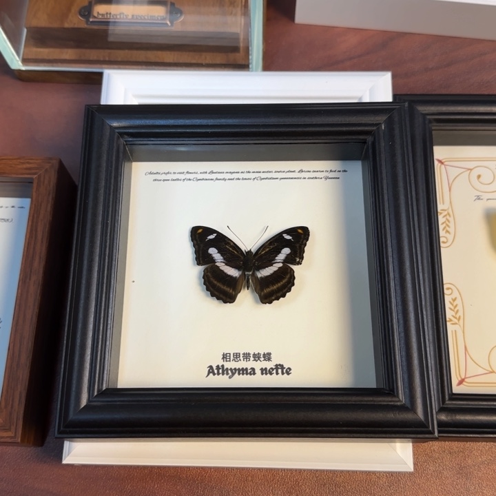 有机玻璃蝴蝶标本蝴蝶标本