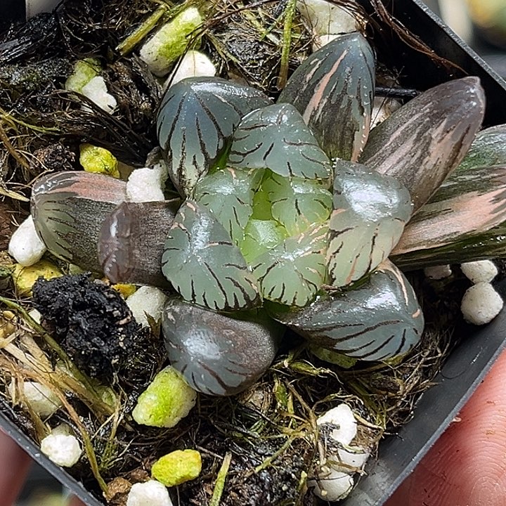 123紫罗兰冰灯玉露锦