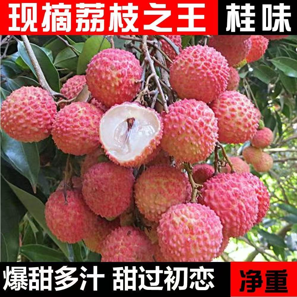 zw高州荔枝【桂味】带桂花香的荔枝现摘现发新鲜应季水果高州直邮
