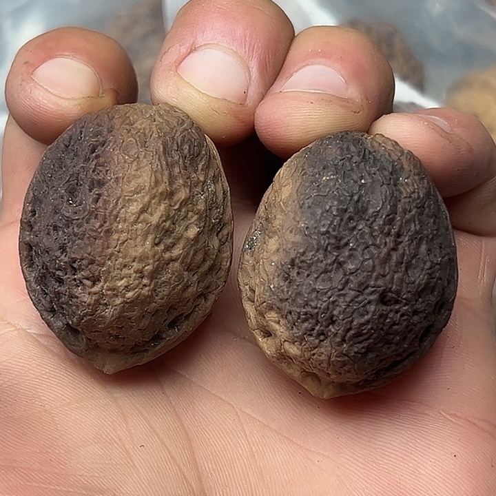 核桃27号花彩小罗汉35尺