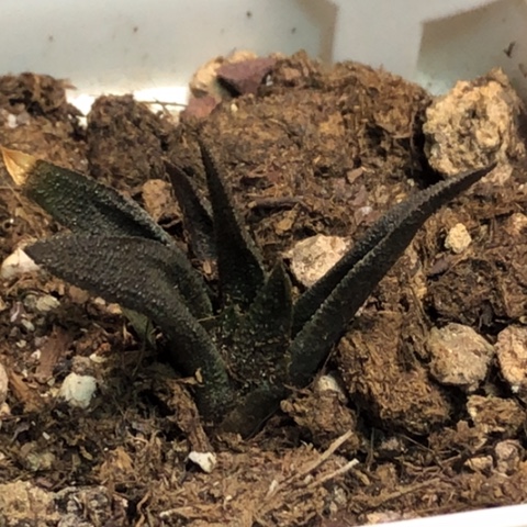 风车带盆发货哈哈哈哈