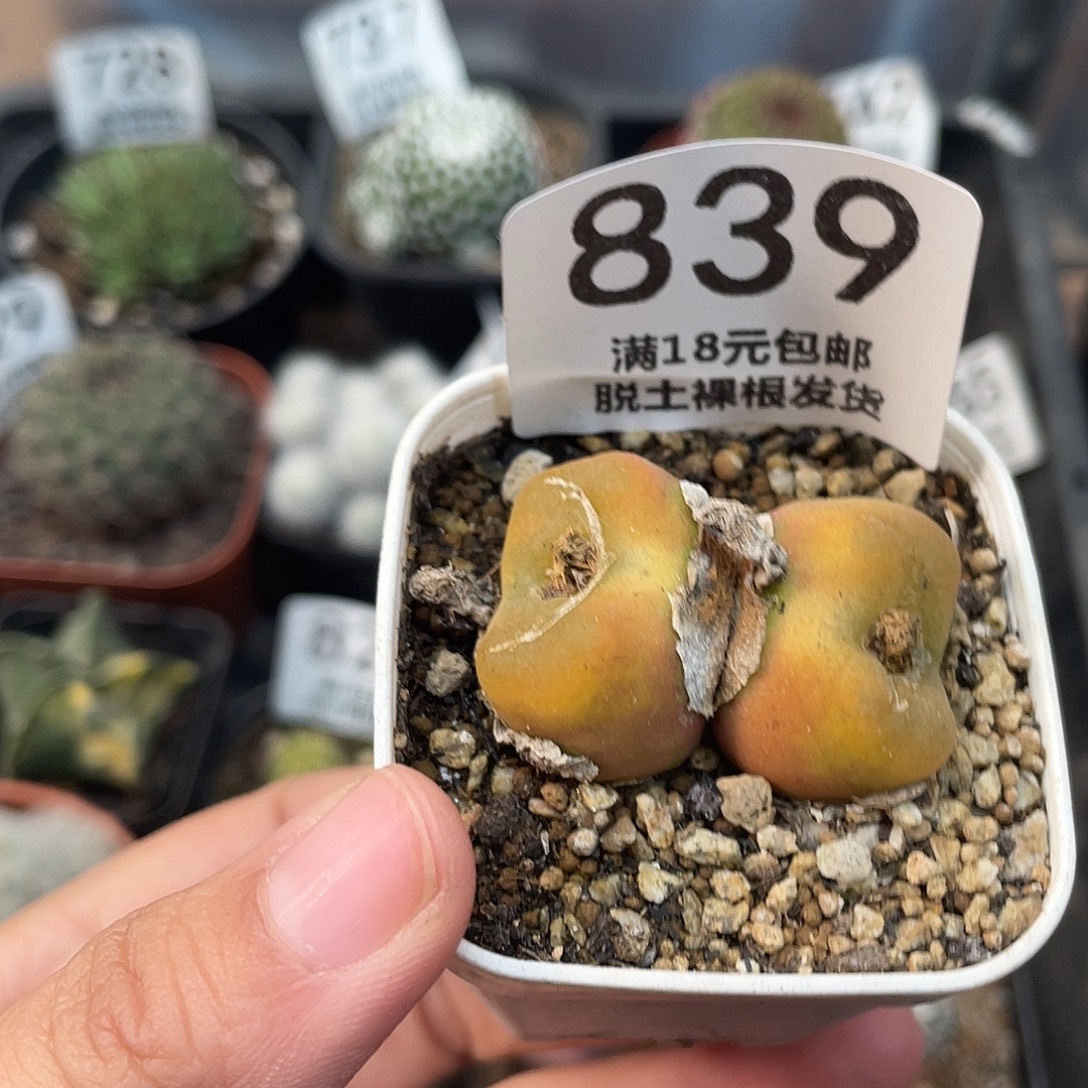 839毛汗尼（满18元包邮）