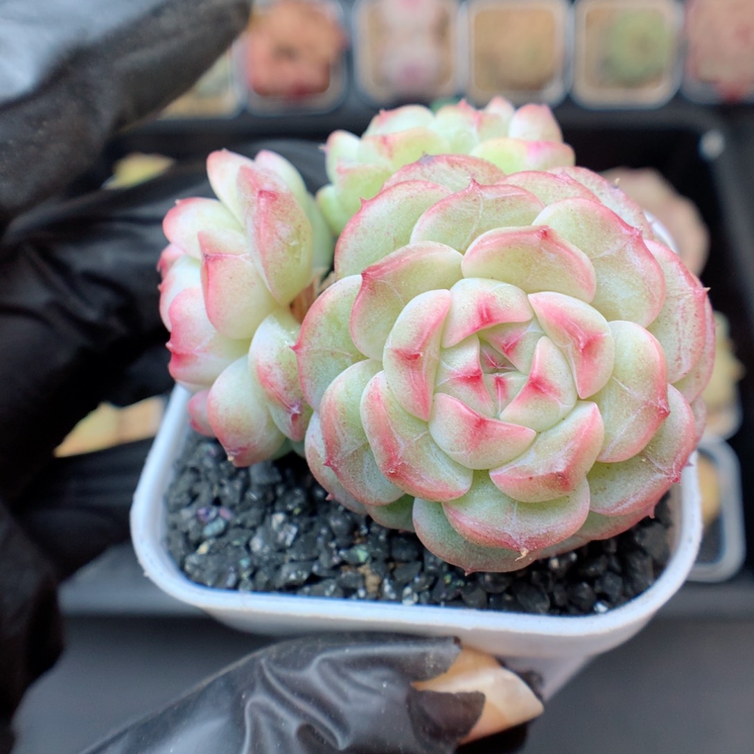 多肉植物。 糖心四头有砍5