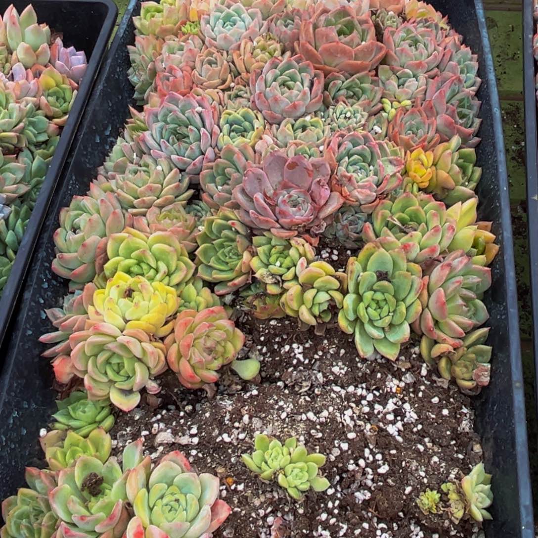 086的人了吧我也是醉的不行w