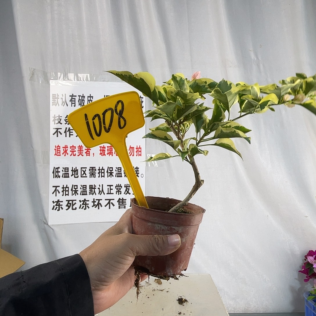 全部花苞1008掌中宝中国丽人