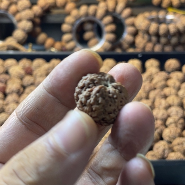 金刚菩提手串古龙梅花