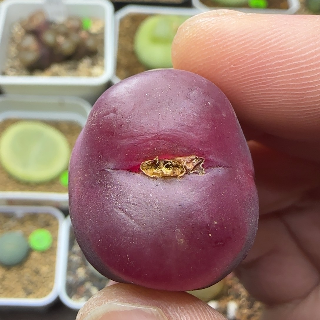 漂漂亮亮多肉植物213