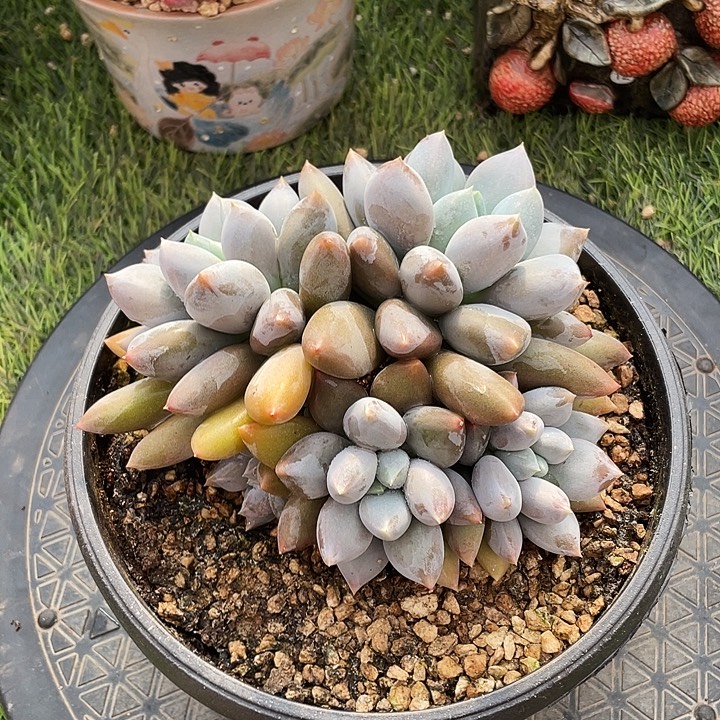 多肉植物、五头哥特