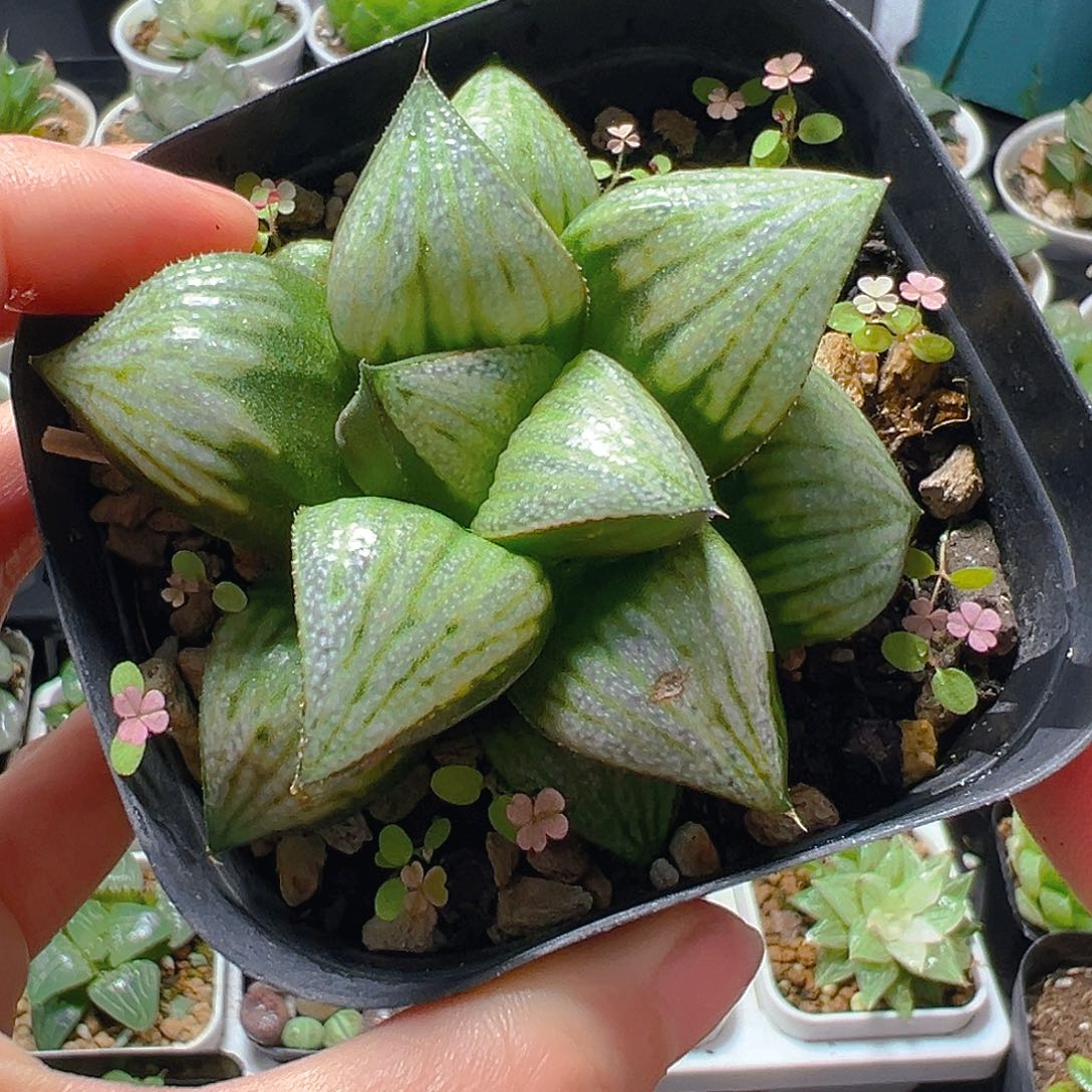 娜塔莉玉露多肉5244