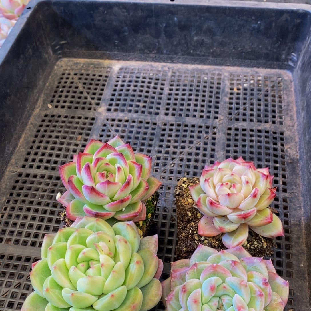 002多肉植物保护研究所所长