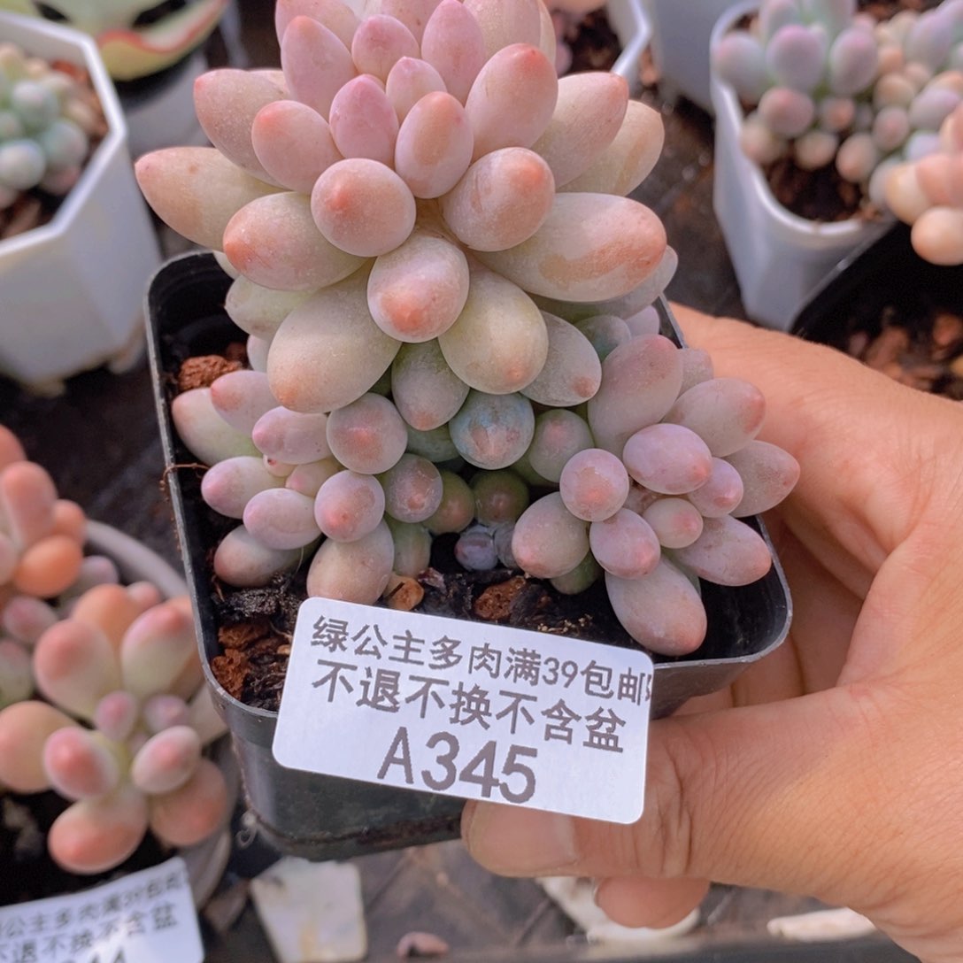 手指奶6cm345多肉植物