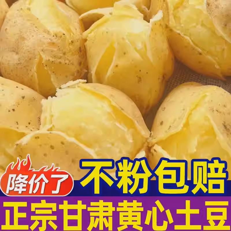 甘肃定西黄皮黄心新鲜现挖沙糯粉面土豆包邮