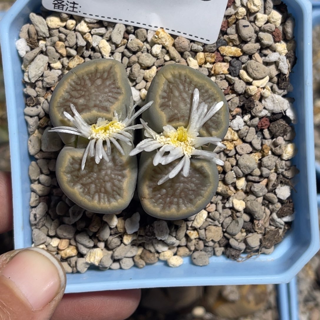 4145双头柠檬菊1母本