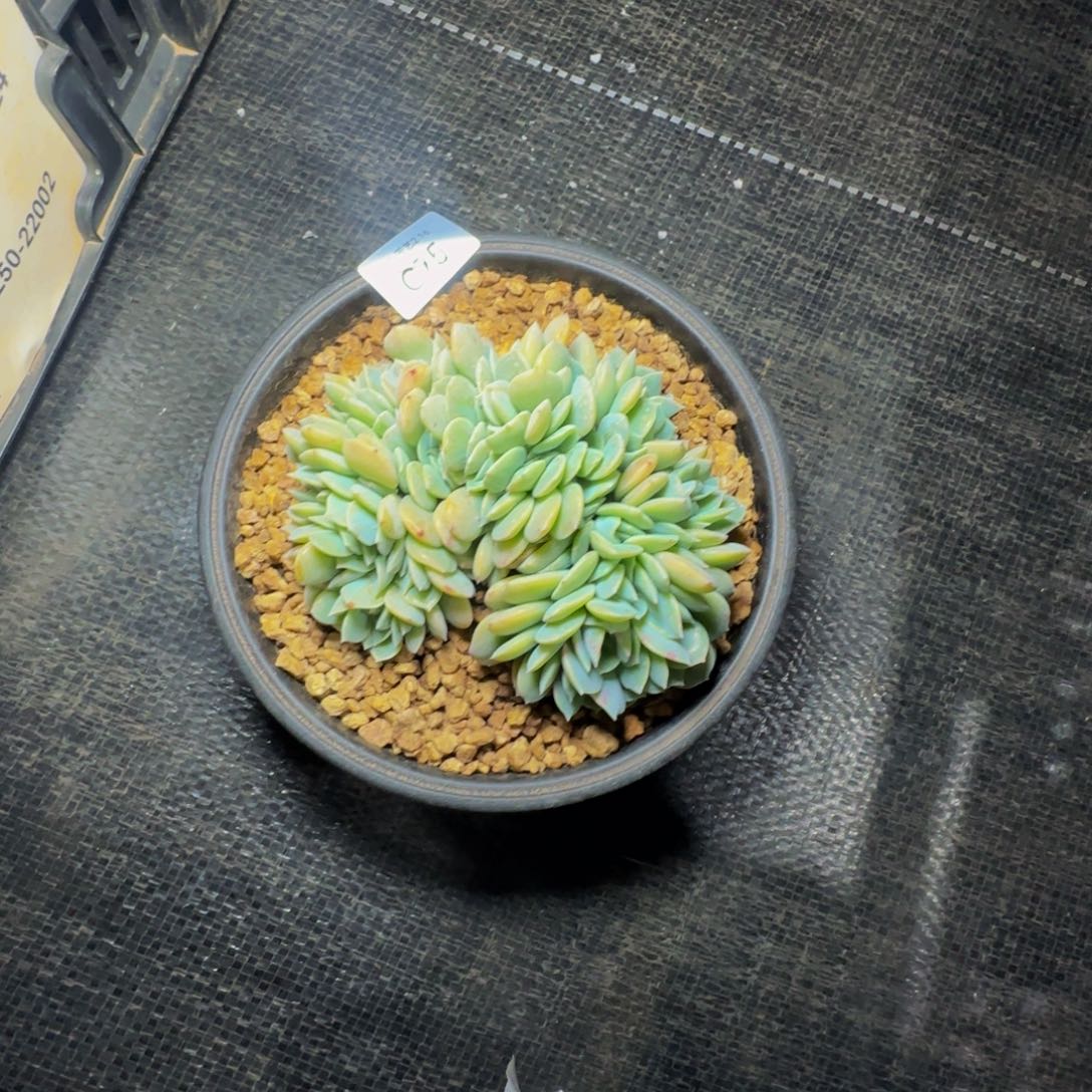 c c c c c c c c c 75