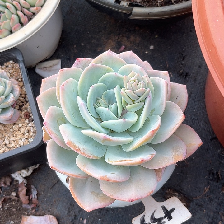 晨语多肉，一物一拍