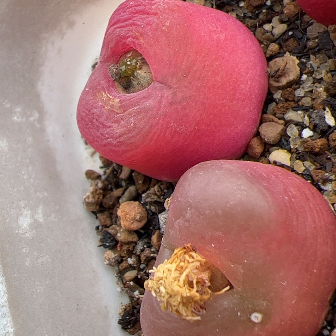 毛 多肉植物多肉植物