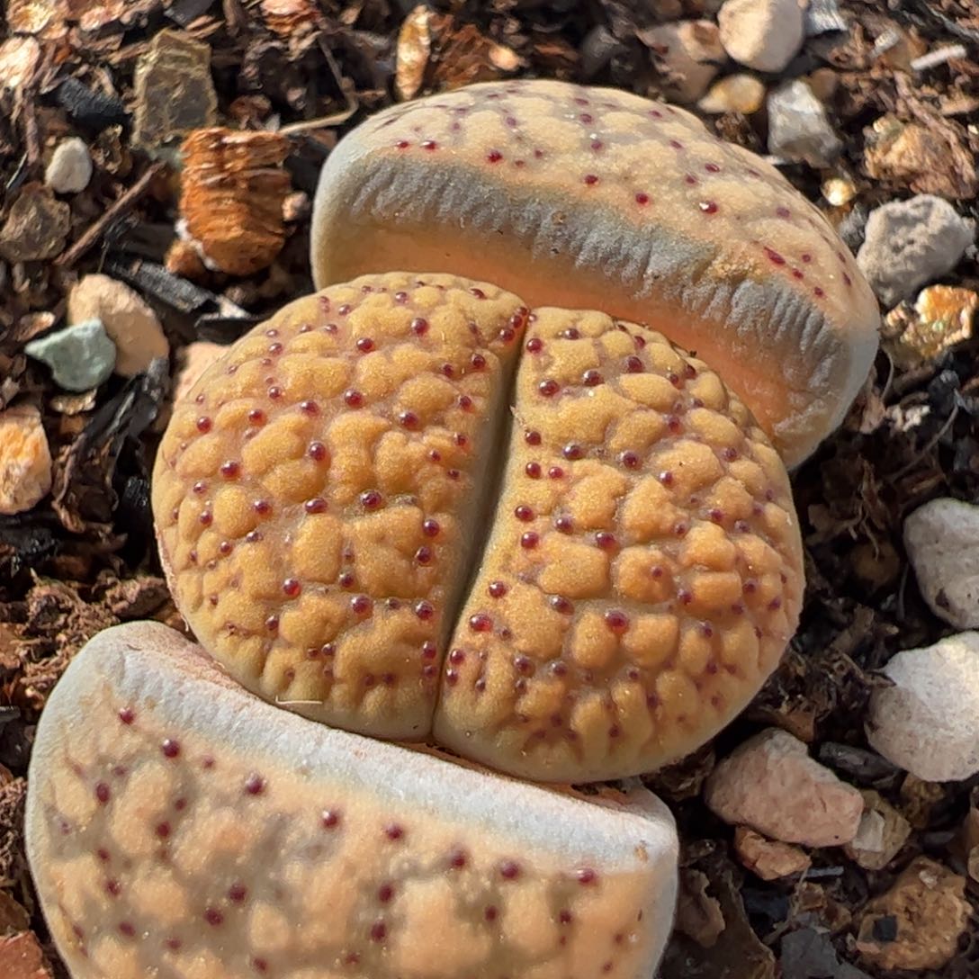 221多肉植物百科