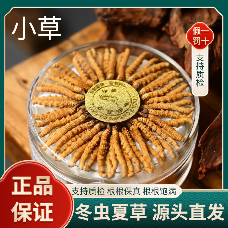 【真虫草】头期高品质干冬虫夏草正宗冬虫夏草雪山草