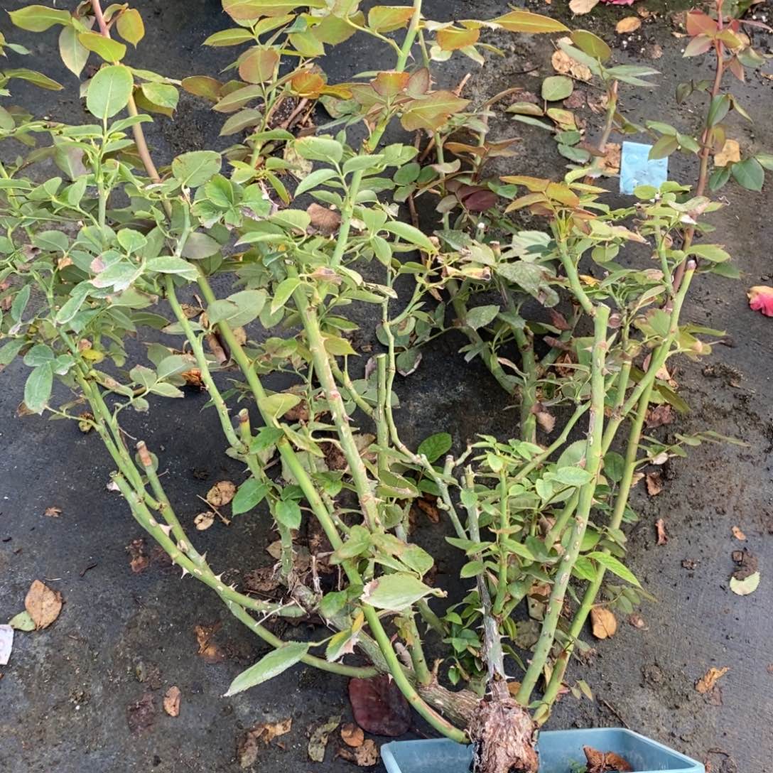 完全开放838玫瑰情书原盆