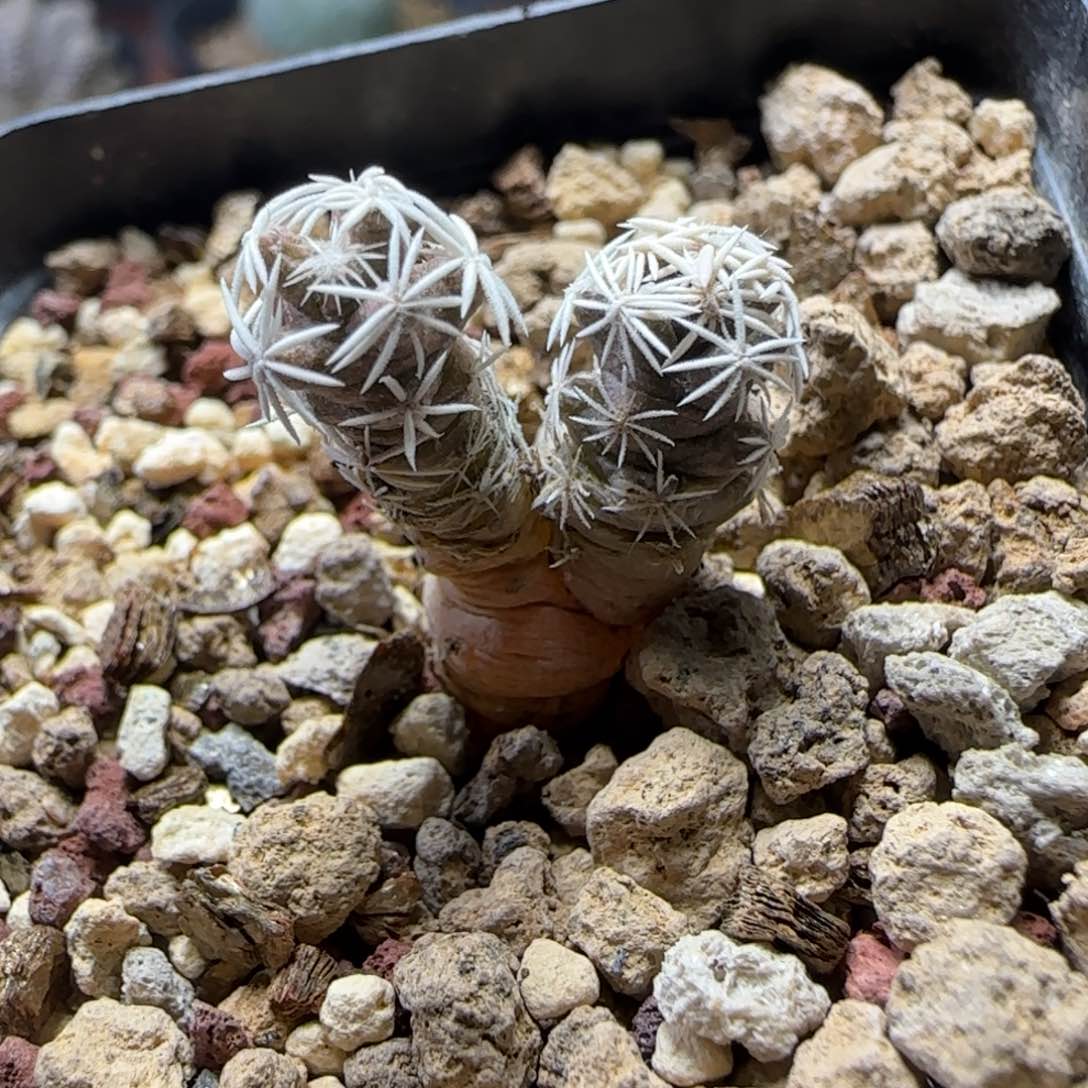 171实生孤月丸多肉