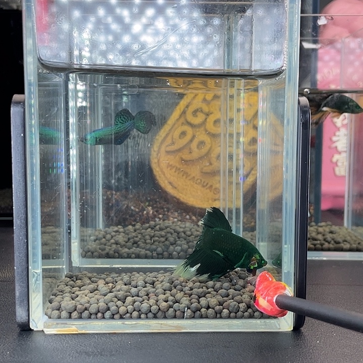 斗鱼16号924早绿半