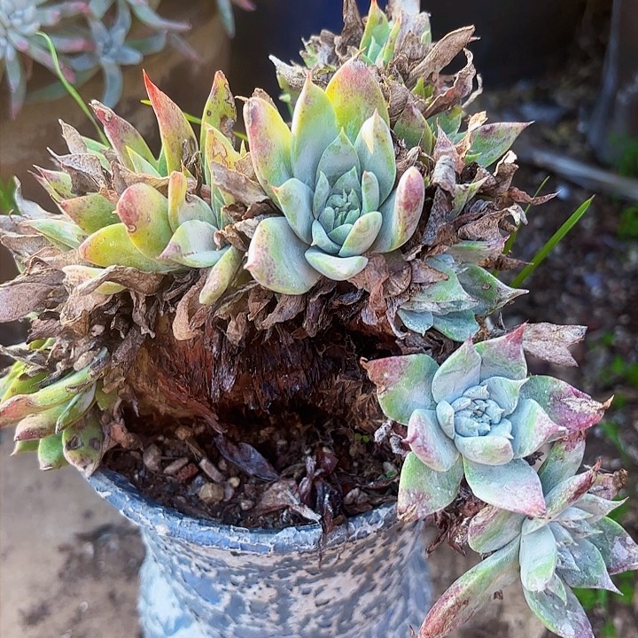 仙女杯多肉植物盆栽