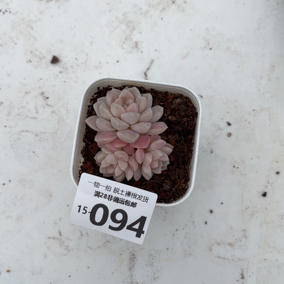 奶油美人群多肉多肉